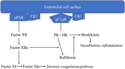 Role of gC1qR as a modulator of endothelial cell permeability and contributor to post-stroke inflammation and edema formation